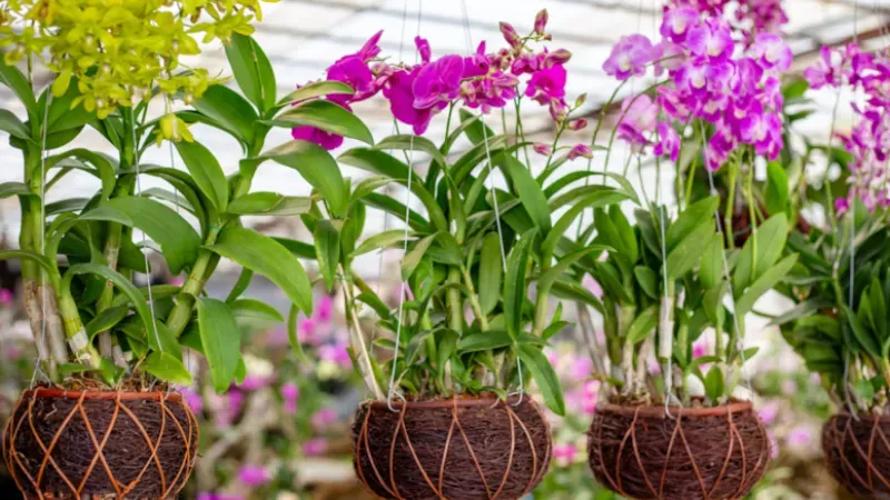 Orkidenin yanına bu çiçekleri koyun ağaç gibi oluyorlar