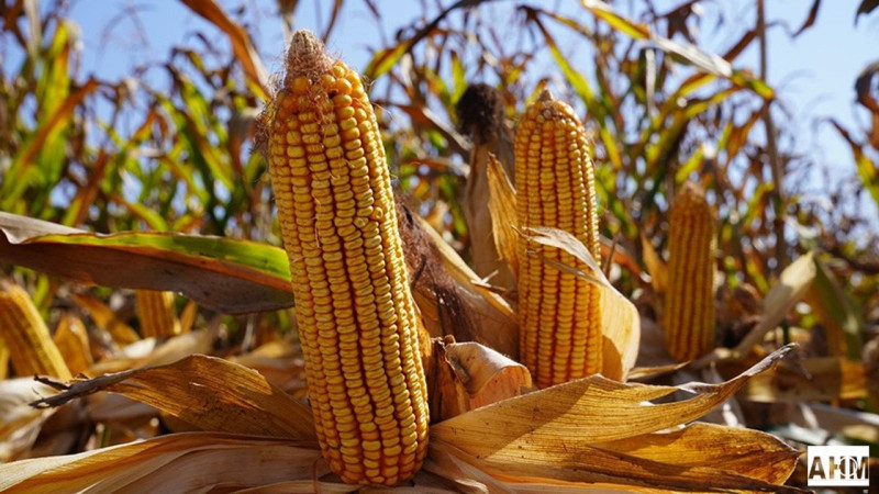 TMO 2025 Mısır Alım Fiyatı Açıklandı: Ton Başına 11.300 TL