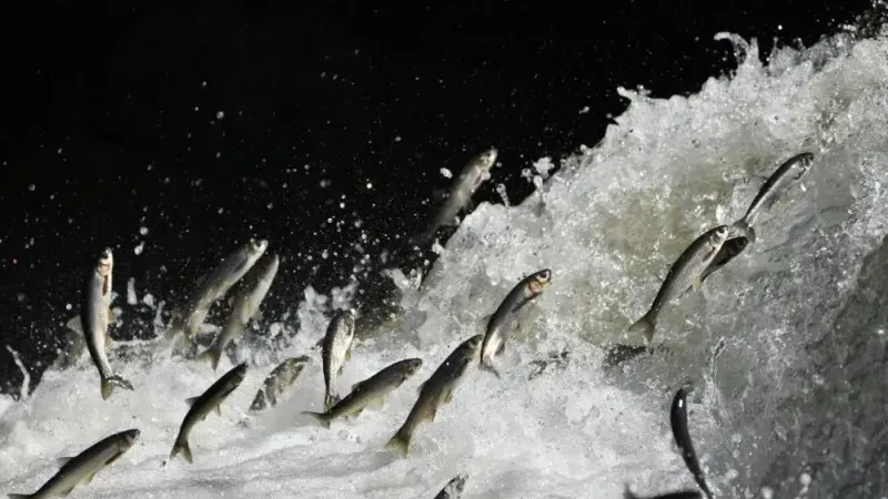 İnci kefalinin nesli tehlike altında