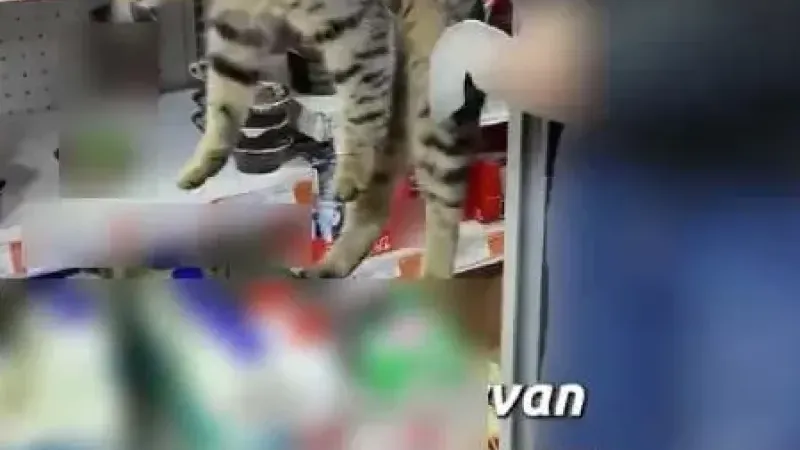 Market buzdolabından kedi çıktı