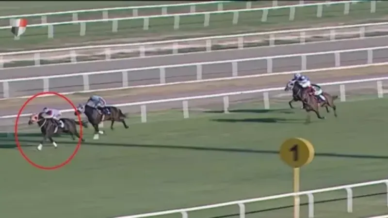 Kavurma yapılan atın sahibine de ceza!