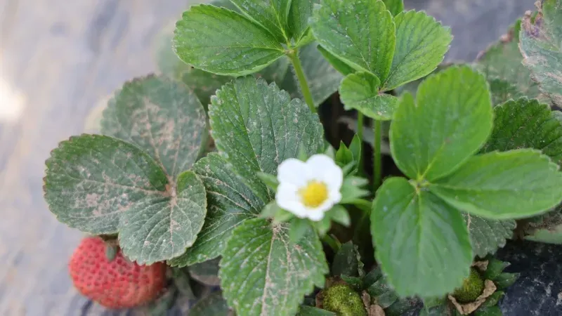 Kozan’da Üretici Rotayı Değiştirdi